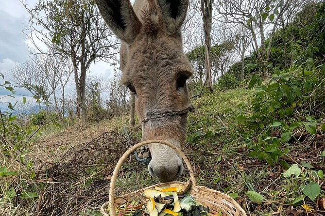 private-day-of-immersion-in-country-life-with-food