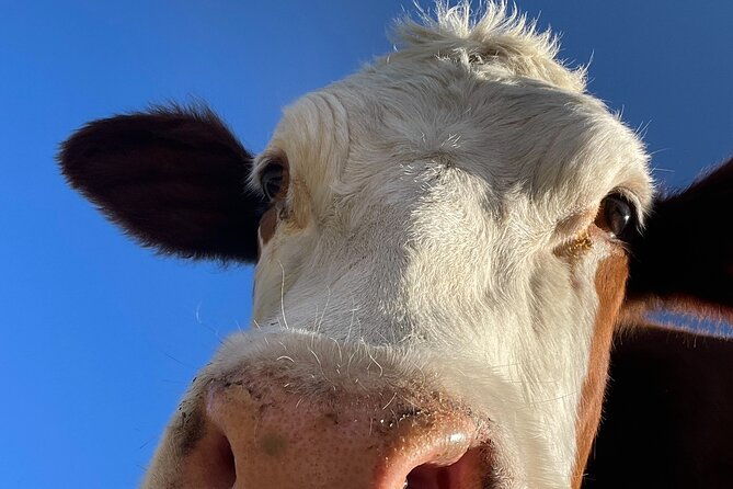 private-day-of-immersion-in-country-life-with-food