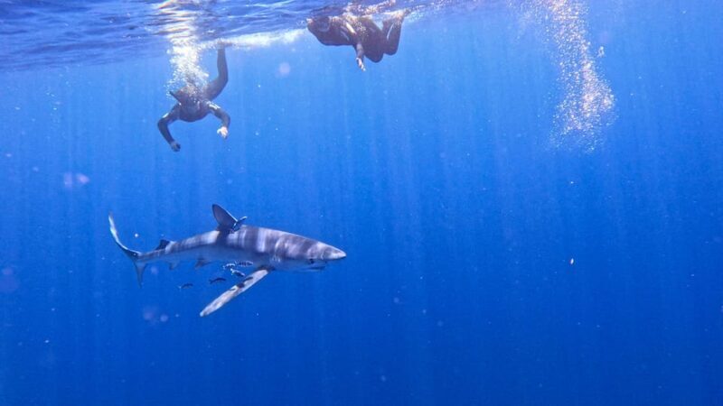 Private Day Seafari in the Azores follow Marine Biologist - The Sum Up