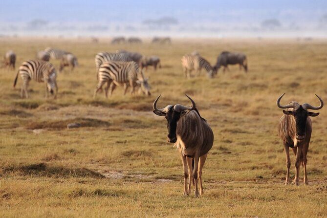 Private Day Tour Amboseli National Park, View Mt. Kilimanjaro 4*4 - Frequently Asked Questions