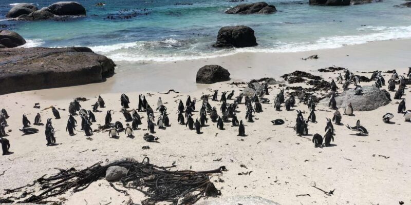 Private Day Tour Cape Point, Cape Of Good Hope & Penguins - A Thorough Look at the Tour Experience