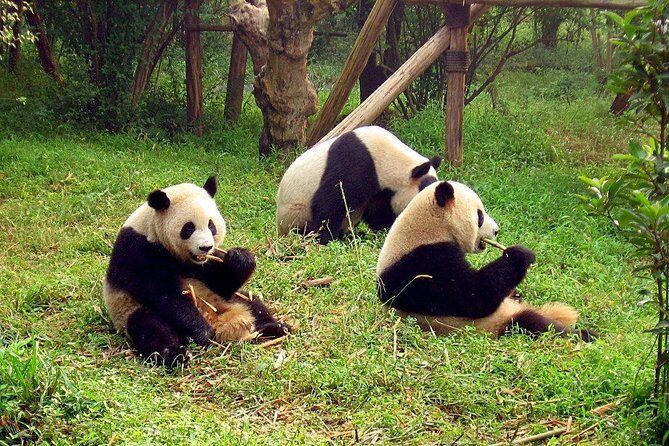 Private Day Tour: Chengdu Panda Breeding Base and Sanxingdui Museum - Final Thoughts