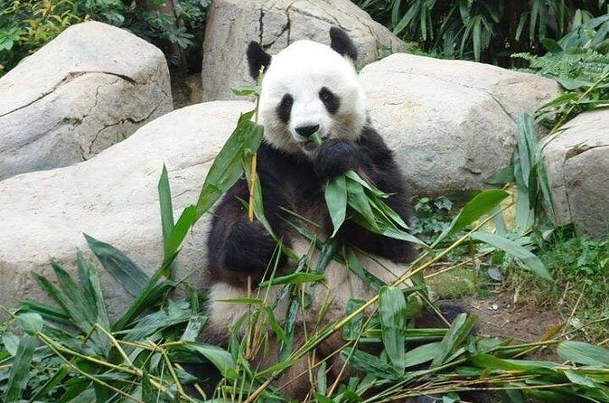 Private Day Tour: Chengdu Panda Breeding Base and Sanxingdui Museum - FAQ