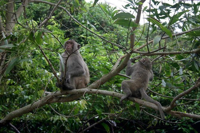 Private Day Tour: Cuc Phuong National Park from Hanoi - Key Points