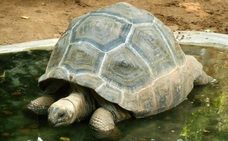 Private Day Tour: From Chennai to Mahabalipuram and beyond - FAQs