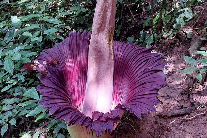 Private Day Tour from Medan: Corpse Flower Trek(Minimum 2 people) - The Details of the Titan Arum Trek