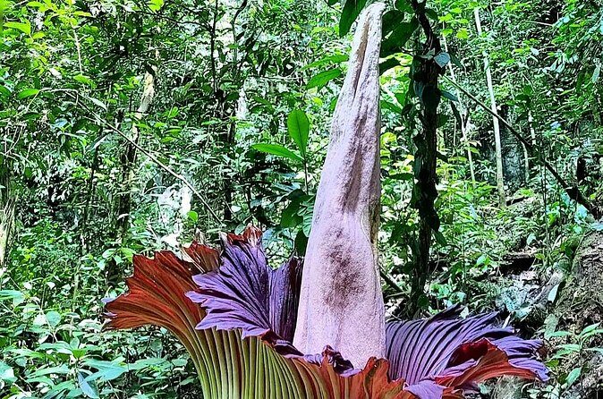 Private Day Tour from Medan: Corpse Flower Trek(Minimum 2 people) - Frequently Asked Questions