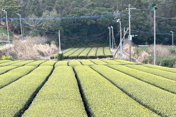 Private Day Tour in Kagoshima - Kanosuke Distillery