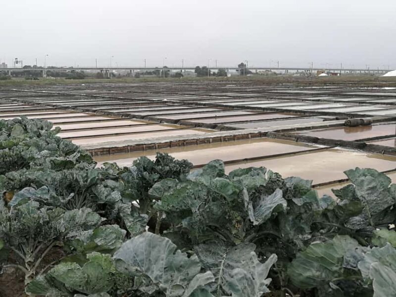 Private day tour of Olive Oil , Salt Flats and Winery - Practical Tips for Your Day Tour