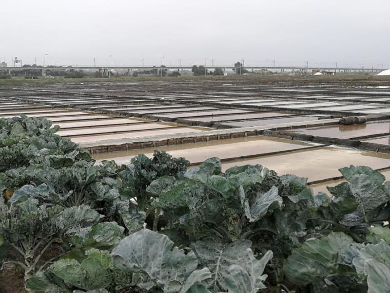 private-day-tour-of-olive-oil-salt-flats-and-winery