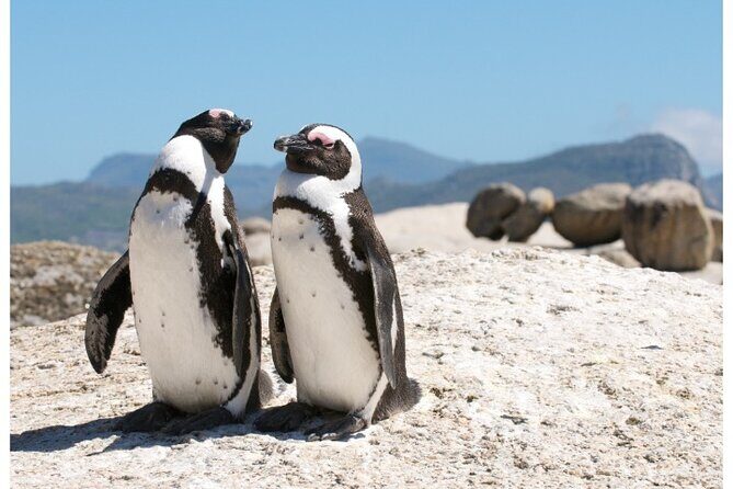 Private Day tour of the Cape. Our reviews show why people book! - What the Tour Includes & What to Consider
