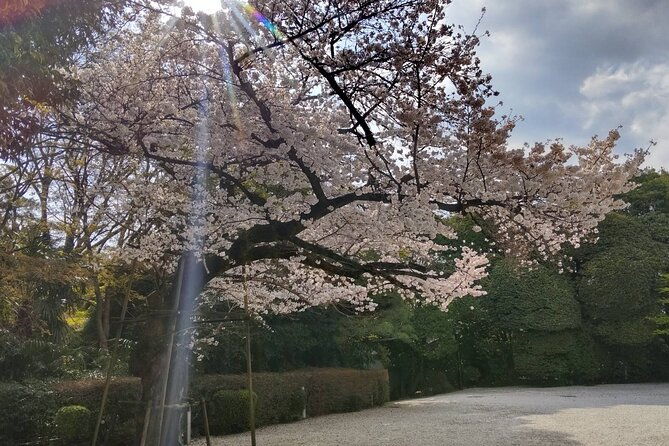 private-day-tour-of-tokyo-shrine-for-oharai-yakubarai