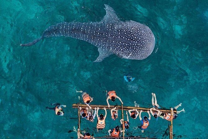 Private Day Tour: Oslob Whaleshark+Tumalog Falls(Sumilon Island) - Key Points