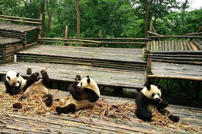 Private Day Tour: Panda Keeper Program From Chengdu - First Hands-On Session: Morning Volunteer Activities