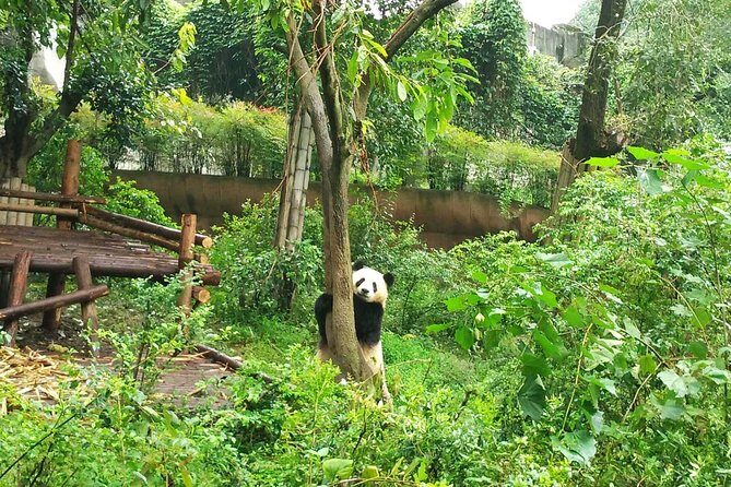 Private Day Tour: Panda Keeper Program From Chengdu - Afternoon Activities: Continued Panda Care and Observation