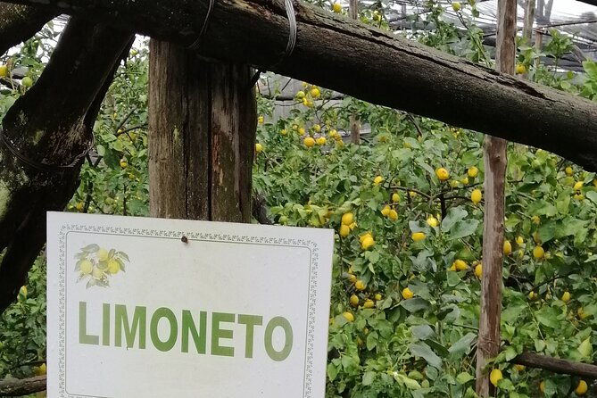 private-day-tour-pompeii-sorrento-and-positano