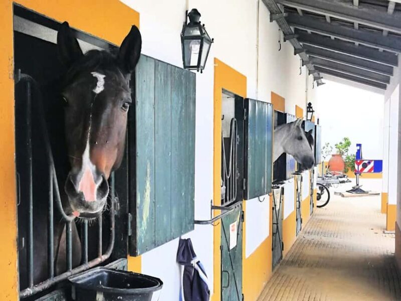 Private Day Tour Tagus River, olive oil, winery and horses - Final Thoughts