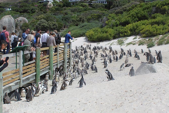 Private Day Tour to Cape of Good Hope Penguins Inc Entry Tickets from Cape Town - Who Would Enjoy This Tour?