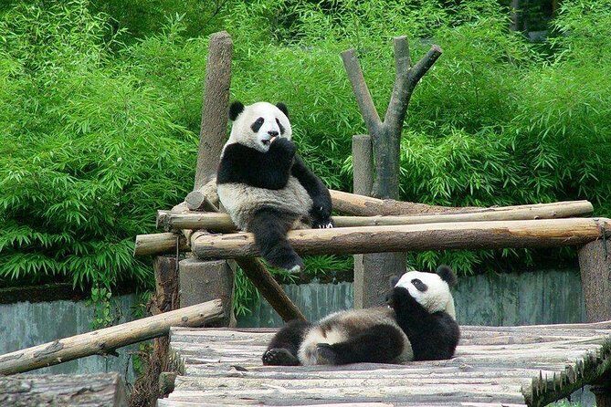 Private Day Tour to Chengdu from Beijing by Air: Leshan Giant Buddha and Pandas - Who Would Love This Tour?