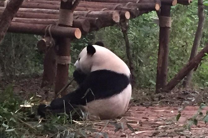 Private Day Tour to Chengdu Panda Base by Round-way Bullet Train from Xian - Final Thoughts
