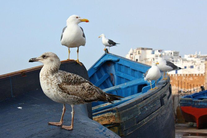 Private Day Tour To Essaouira - A Personalized Moroccan Day Trip