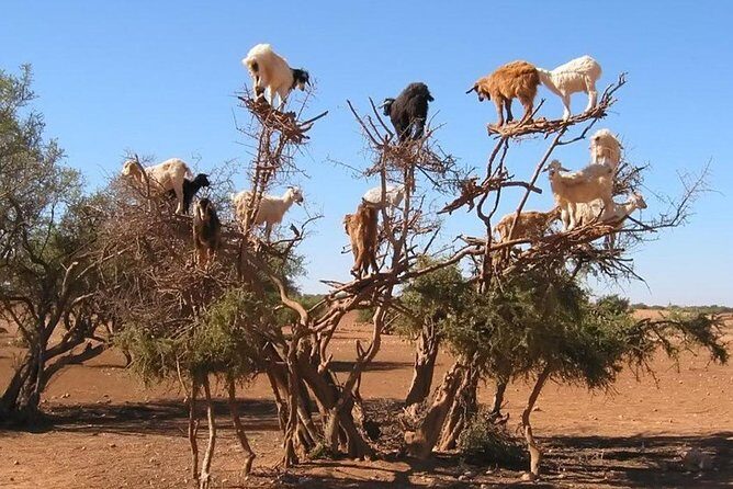 Private Day Tour To Essaouira - FAQ
