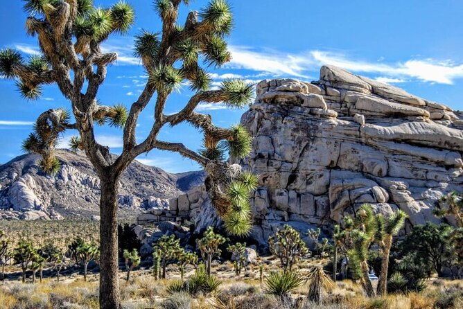 private-day-tour-to-joshua-tree-national-park-from-san-diego