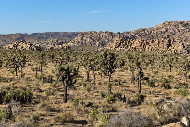 private-day-tour-to-joshua-tree-national-park-from-san-diego
