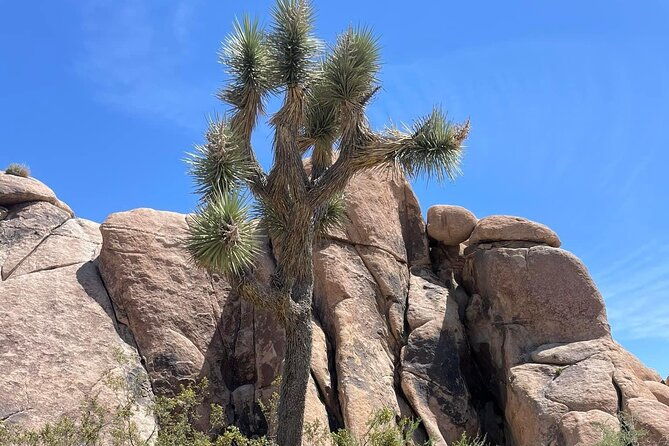 private-day-tour-to-joshua-tree-national-park-from-san-diego