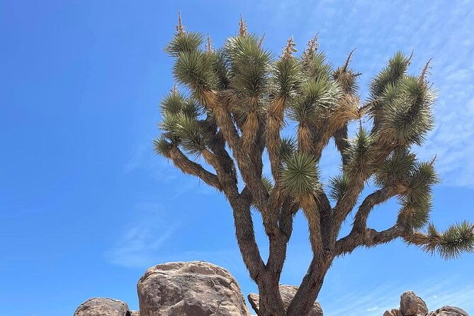 private-day-tour-to-joshua-tree-national-park-from-san-diego
