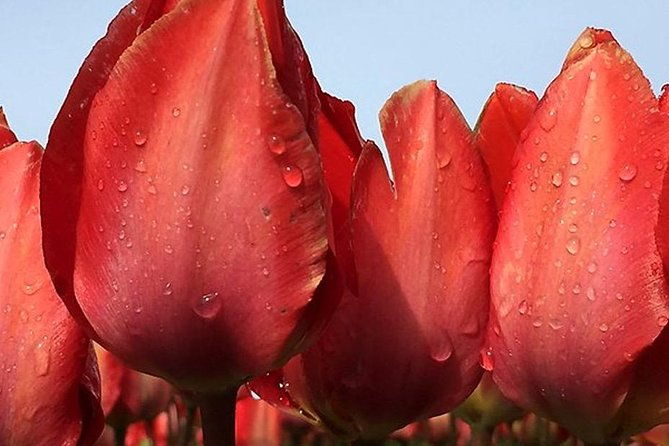private-day-tour-to-keukenhof-gardens-from-amsterdam-rotterdam