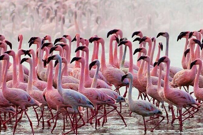 Private Day Tour to Lake Baringo from Nairobi - Key Points