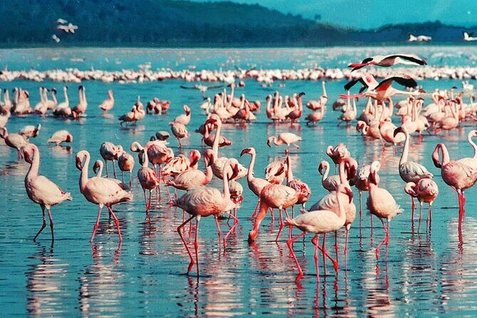 Private Day Tour to Lake Baringo from Nairobi - Final Thoughts