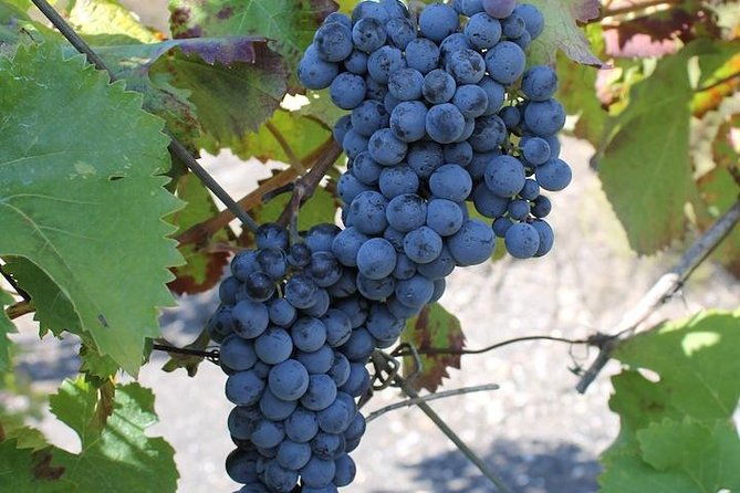 private-day-tour-to-pompei-winery-sorrento-from-napoli-salerno-amalfi-positano-2