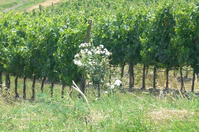 private-day-tour-to-pompei-winery-sorrento-from-napoli-salerno-amalfi-positano
