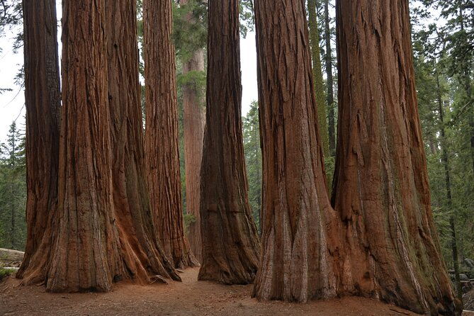private-day-tour-to-sequoia-and-kings-canyon-parks-from-la