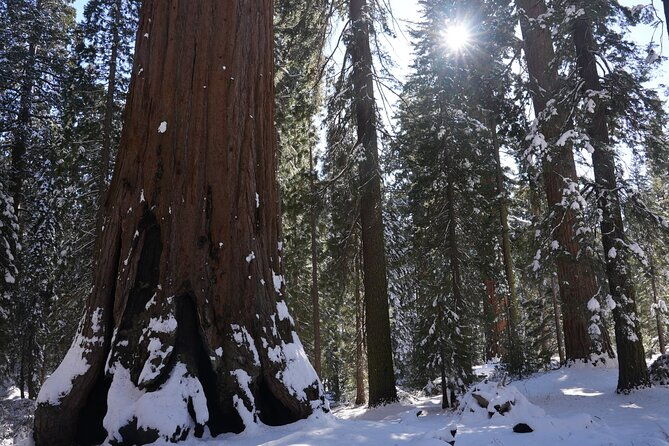 private-day-tour-to-sequoia-and-kings-canyon-parks-from-la
