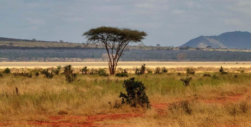PRIVATE DAY TOUR :TSAVO EAST NATIONAL PARK FROM DIANI - The Guide and Experience: What Sets It Apart?  