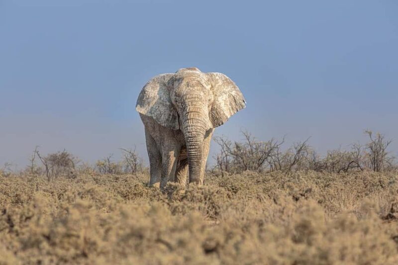 PRIVATE DAY TOUR :TSAVO EAST NATIONAL PARK FROM DIANI - Practical Tips for Your Trip  