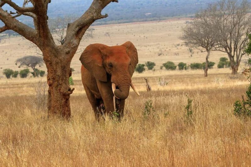 PRIVATE DAY TOUR :TSAVO EAST NATIONAL PARK FROM DIANI - FAQs  
