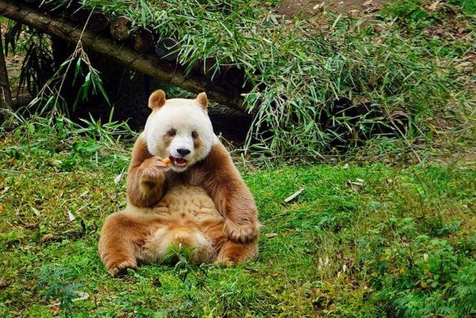 Private Day Tour: Xi'an PandaQI ZAIand City Highlights - Exploring the Best of Xian: A Private Day Tour of Pandas, History, and Local Flavors