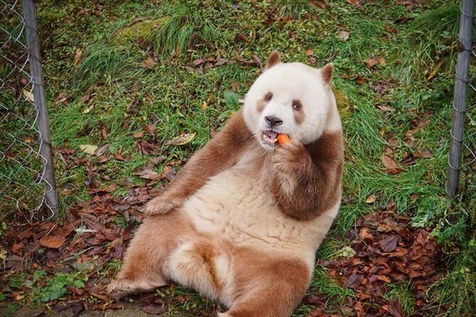 Private Day Tour:Xi'an PandaQI ZAI and Terracotta Warriors Museum - Practical Tips for Travelers