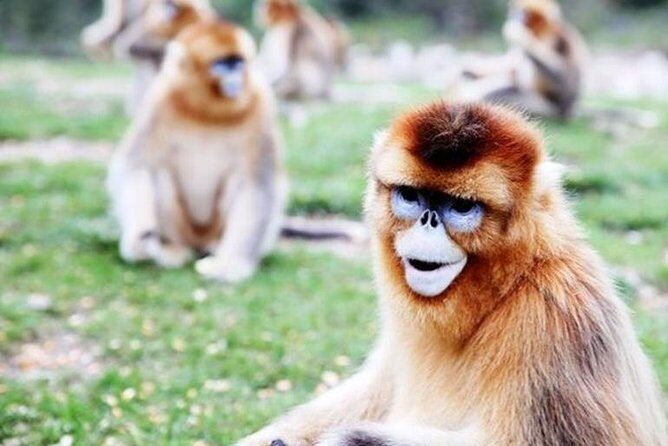 Private Day Tour:Xi'an PandaQI ZAI and Terracotta Warriors Museum - FAQ