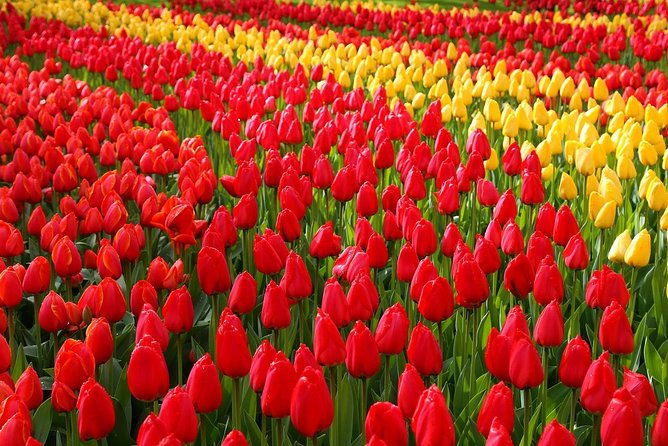 private-day-trip-from-amsterdam-to-keukenhof-with-entrance-tickets