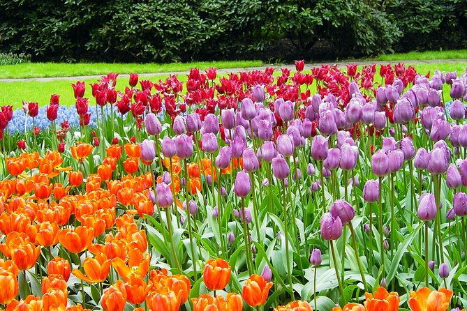 private-day-trip-from-amsterdam-to-keukenhof-with-entrance-tickets