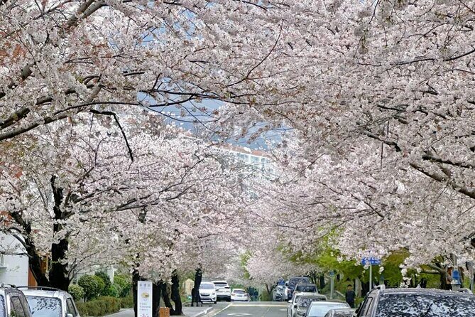 Private Day Trip From Busan to Nearby Cherry Blossom Hotspots - What’s Included and What’s Not