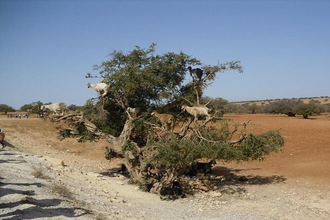 Private day trip from Marrakech to Essaouira - FAQ