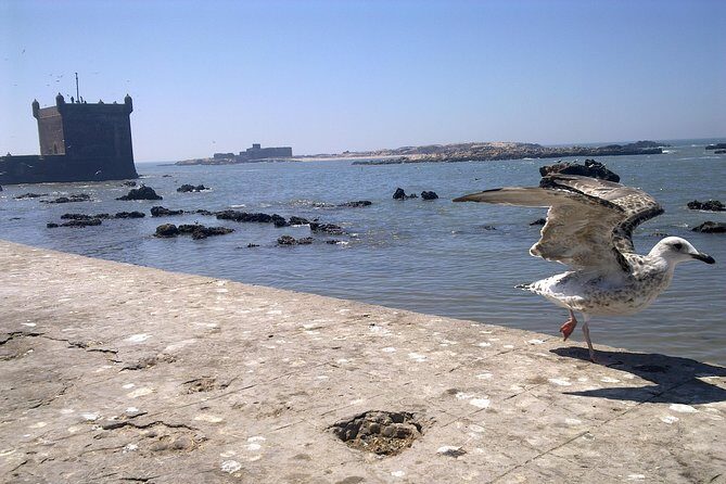 Private Day Trip from Marrakech to Essaouira City - Transportation and Timing