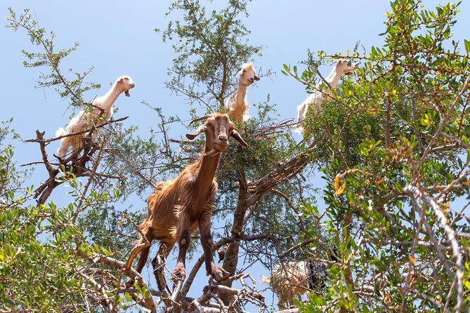 Private Day trip from Marrakech to Essaouira mogador - Who Is This Tour Best For?