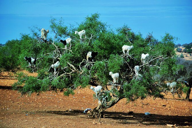 Private Day trip from Marrakech to Essaouira mogador - Final Thoughts